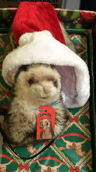 James Ferret - image