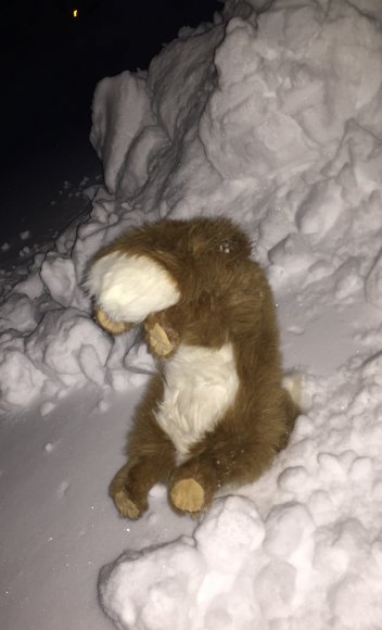 James Ferret - Small Fox in Snowbank