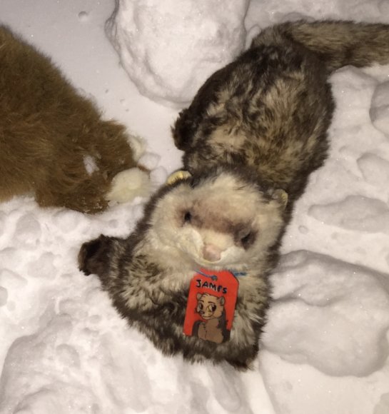 James Ferret - Snow small Ferret
