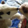 James Ferret - meerkat_ferret_kiss