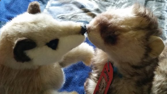 James Ferret - meerkat_ferret_kiss