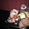 James Ferret - ferret fox flash at movies