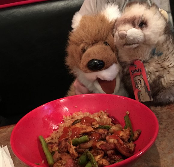 James Ferret - bowl fox ferret