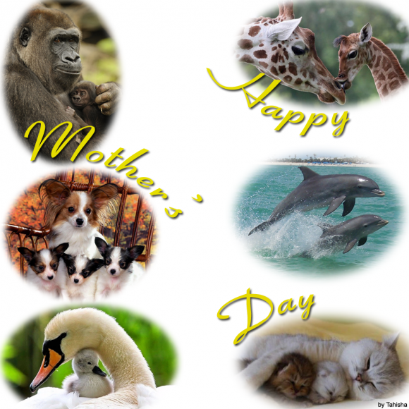 Tahisha Arvo - Happy Mother's Day - 2016