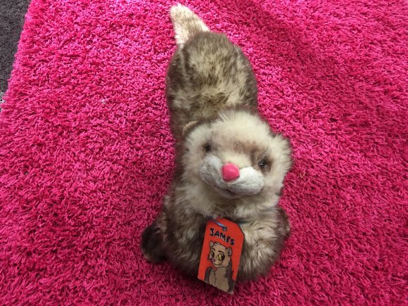 James Ferret - IMG_2172